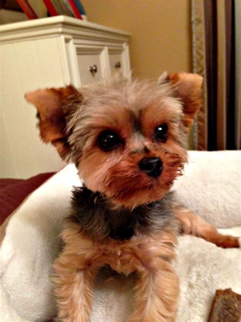 Rescue yorkies. Things To Know About Rescue yorkies. 